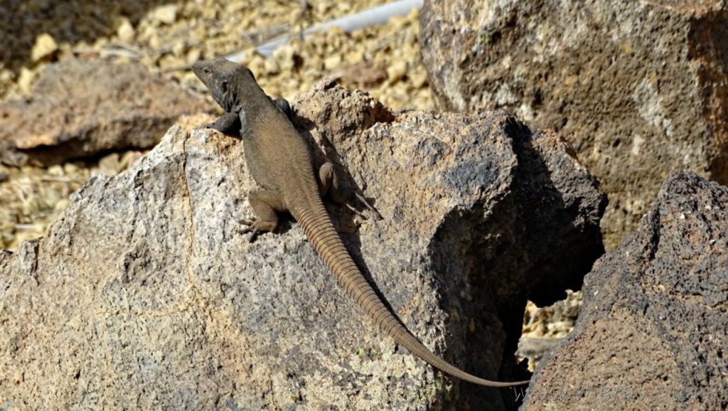 lagarto tenerife