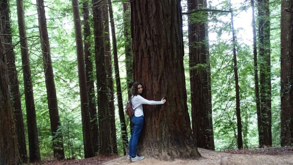 Bosque de alcornoques en Cantabria