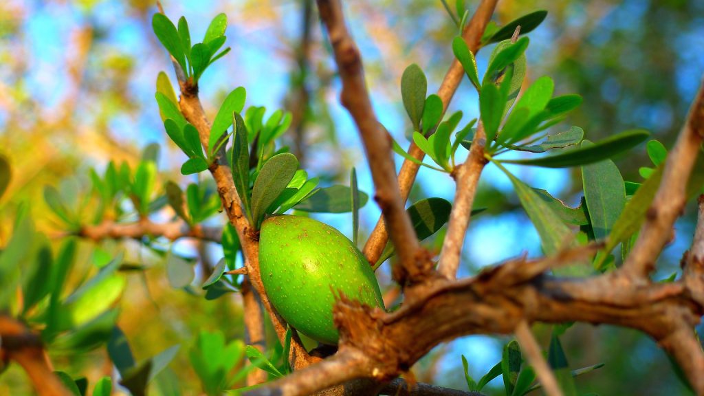 Fruto del argan