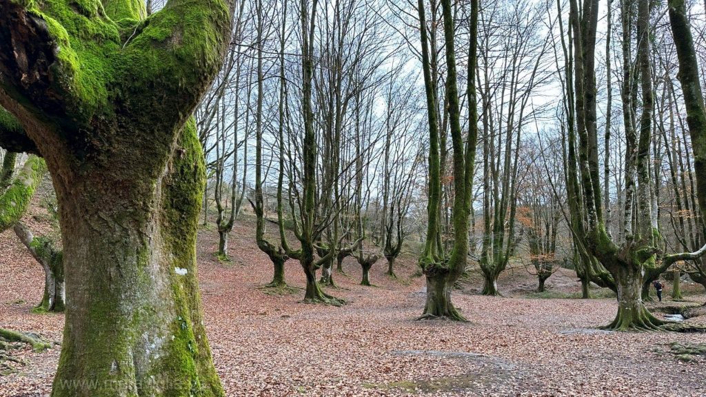 Qué ver cerca de Vitoria: 12 sitios a menos de 1 hora