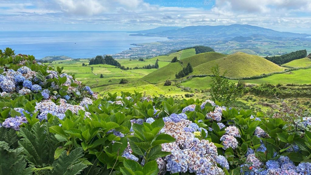 paisaje típico de las azores, con hortensias