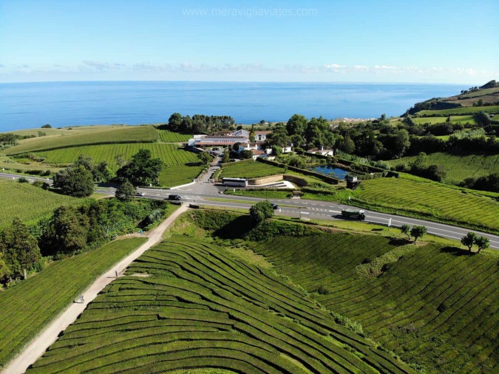 plantaciones de té a vista de drone (San Miguel, Azores)
