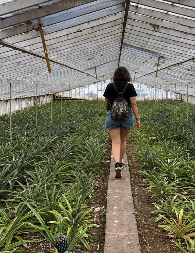 interior invernadero plantación piñas San Miguel (Azores)